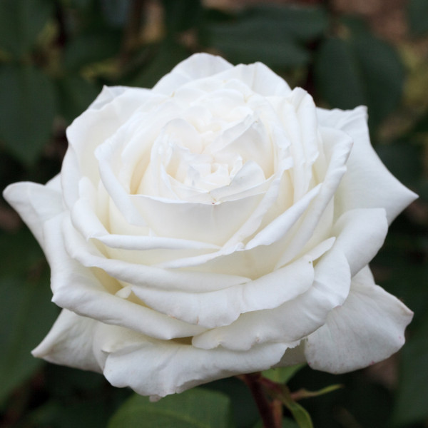 PIERRE ARDITI® Meicalanq PIERRE ARDITI® Meicalanq